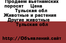 Продаем вьетнамских поросят  › Цена ­ 1 500 - Тульская обл. Животные и растения » Другие животные   . Тульская обл.